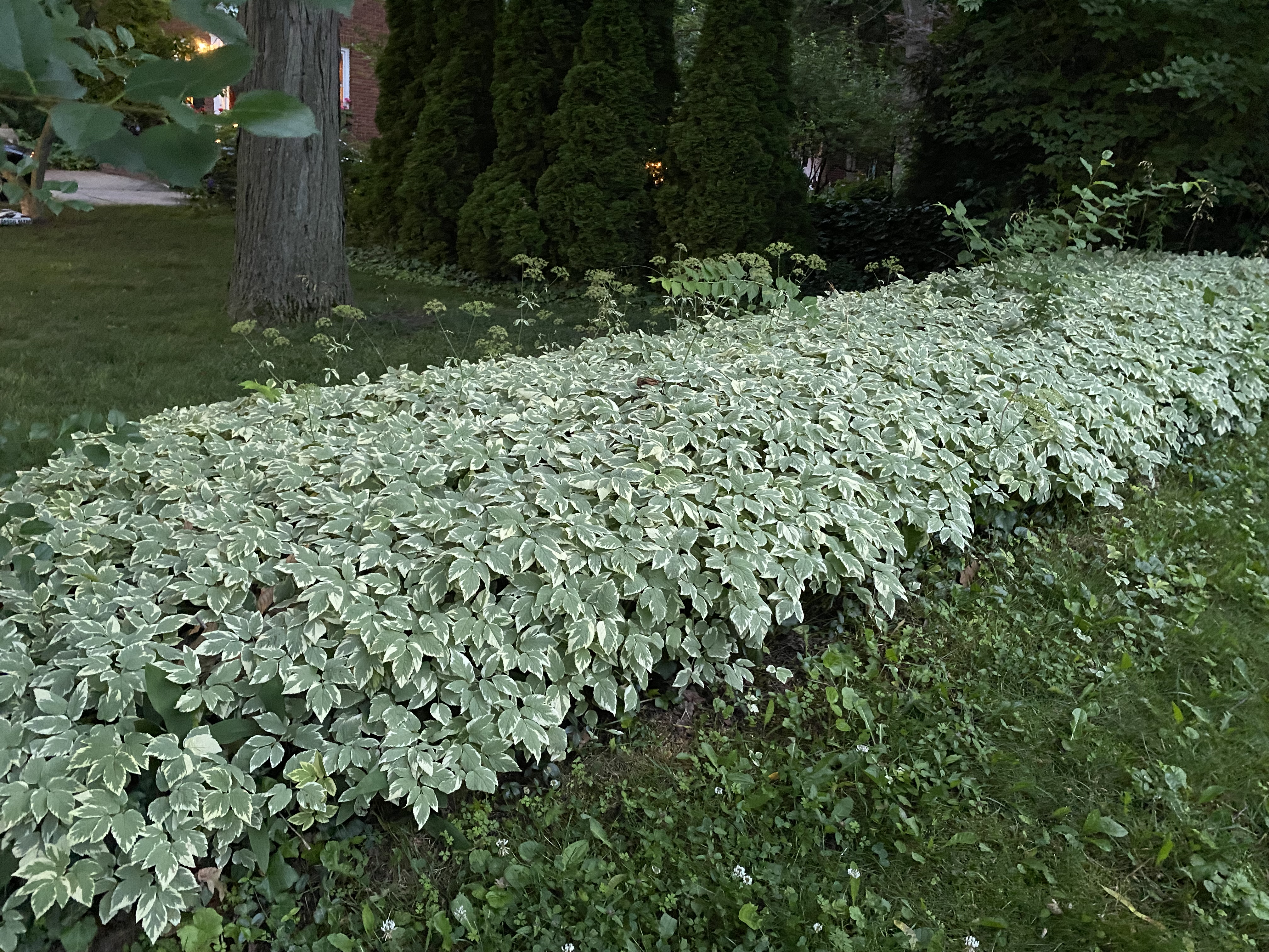 The photo is of goutweed plants with variegated leaves growing as ground cover in a landscape setting. 
